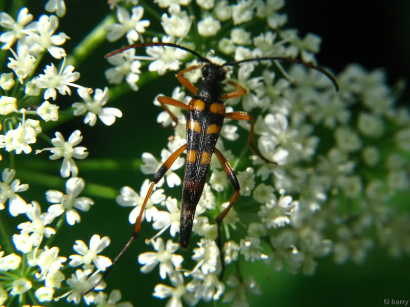 Strangalia attenuata (Linnaeus, 1758)